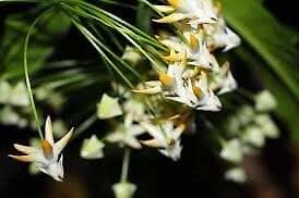 Semillas Rocket Hoya ~ Estrellas Fugaces ~ Flores Exóticas ~ Plantas Únicas ~ Hoyas Foto 4 de 4