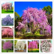 20 SEEDS Japanese Weeping Sakura Tree cherry blossom flower rare exotic garden