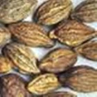 Haritaki Terminalia Chebula Black Myrobalan,Chebulic Myrobalan Harde SEEDS 3.5oz