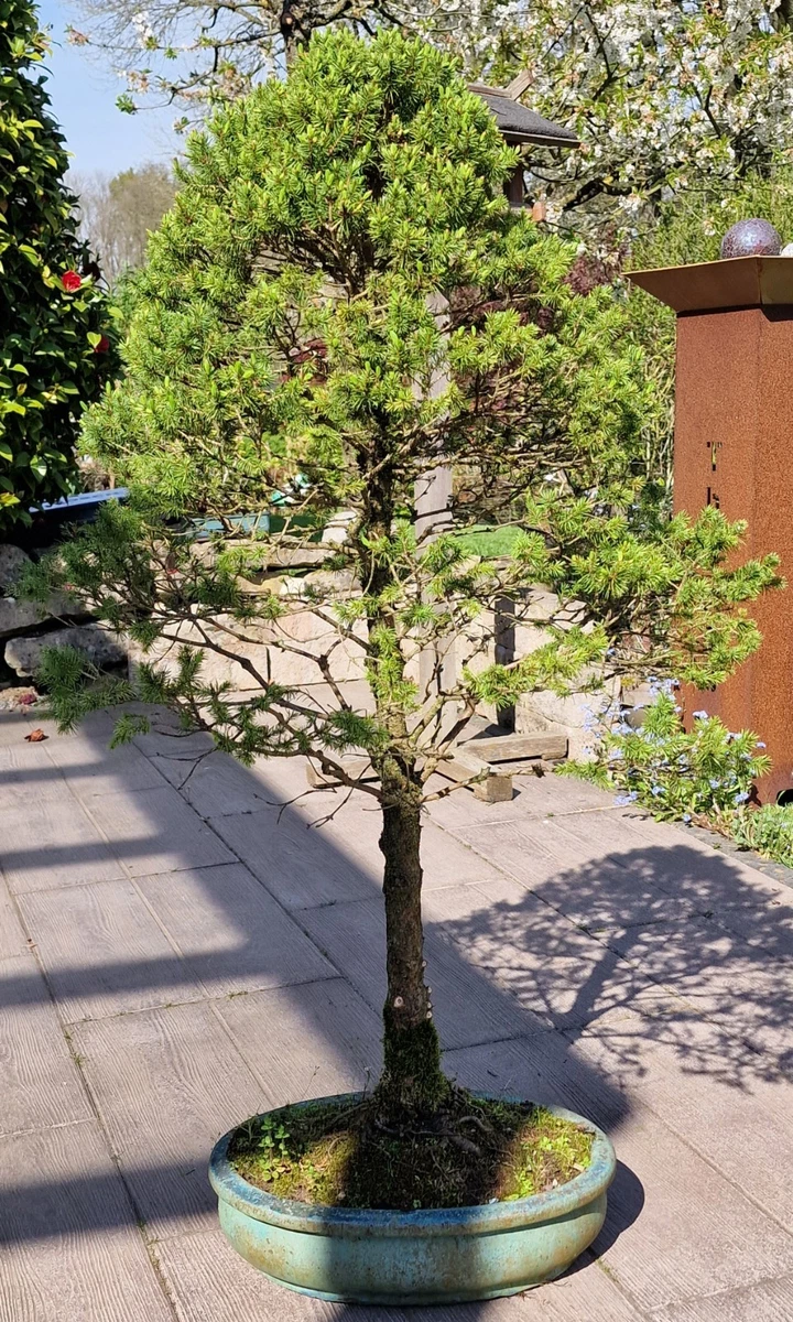 Pflanzen, Bonsai Picea online kaufen | eBay.de