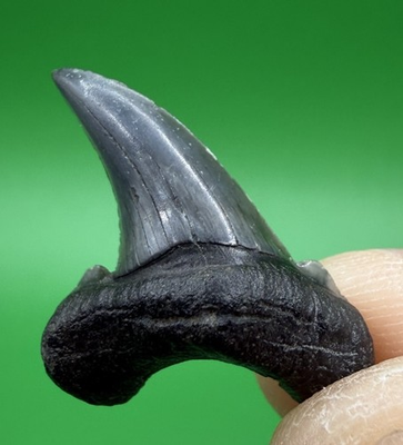 #ad #ad 1.13” Museum Quality Cusped Paratodus Sp. False Tooth Mako Shark Tooth Fossil $125.00