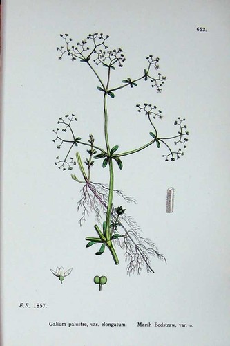Antique Old Print Ref.617 Botany Plants C1902 Marsh Bedstraw Galium Palustre