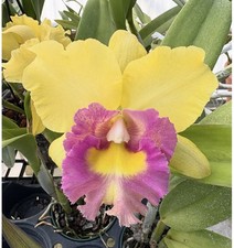Cattleya Young Kong Sun #16 -Orchid Hybrid -  5” Pot