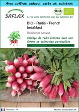 SAFLAX Kit cadeau - BIO - Radis - French breakfast - 150 graines - Raphanus