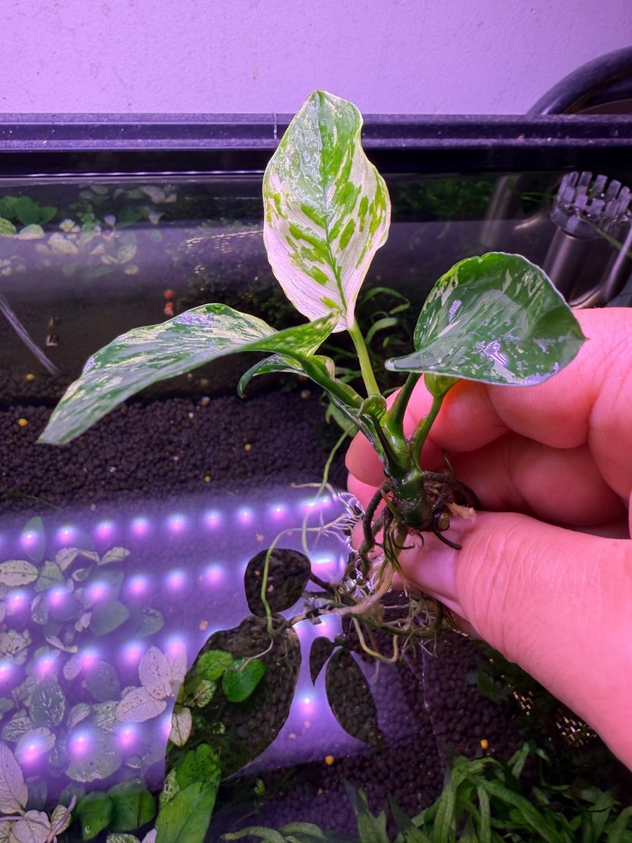 Anubias Var King Medium Rare Live Aquarium Plant | eBay