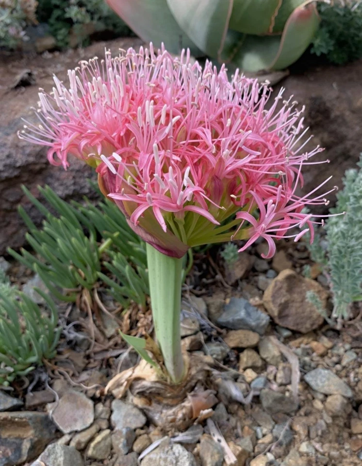 3 x Boophone Disticha GERMINATED Seeds - Fan Leaved Boophone- Bulbous Plant - Image 3 of 4