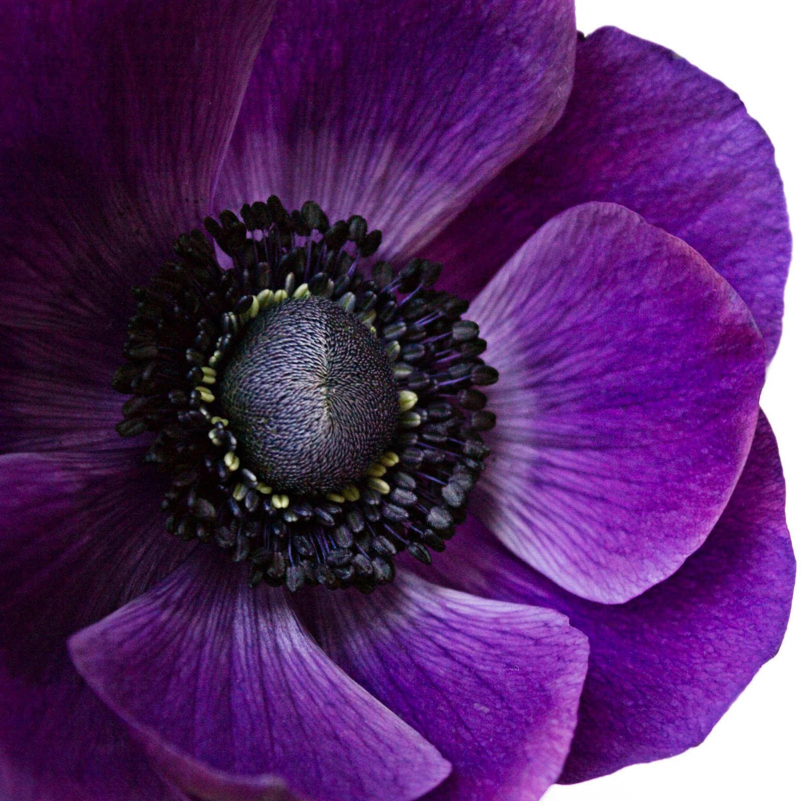 Easy to Grow Italian Anemone - Mistral Plus Grape 10 Plant Bulbs