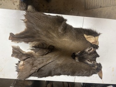 #8 Tanned Whitetail Deer Cape. Elk Moose Antelope