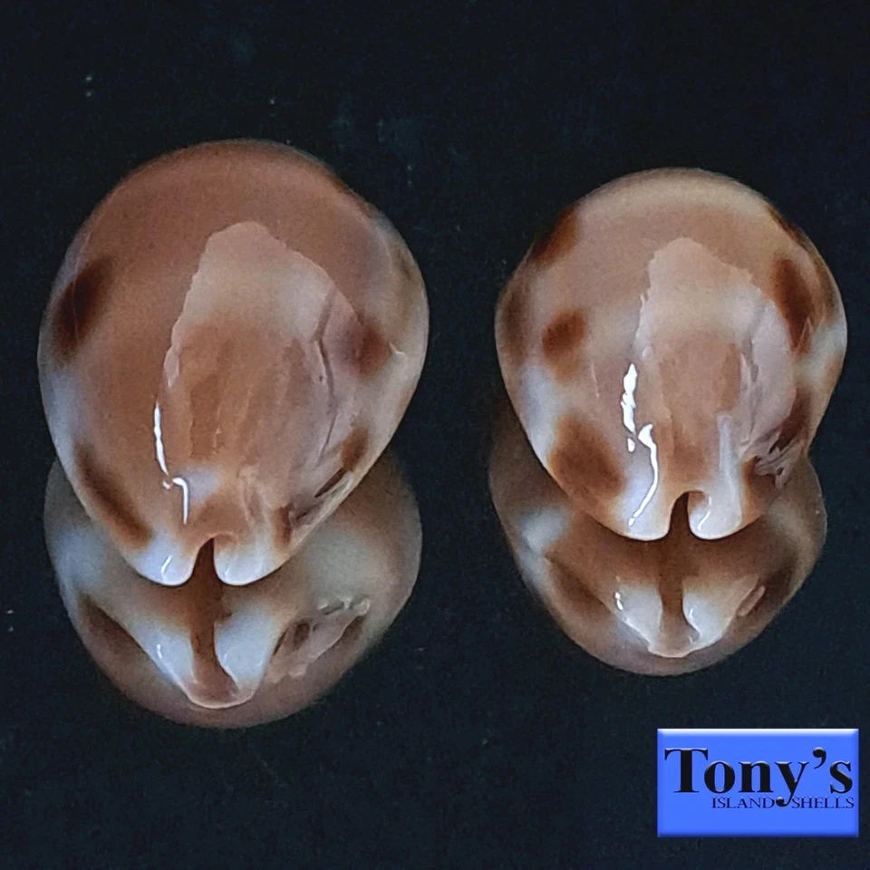 Cypraea tessellata, ¡DOS ULTRA TESSIES! HERMOSAS BELLEZAS 32,4 y 28,0 mm Hawaii Foto 4 de 4