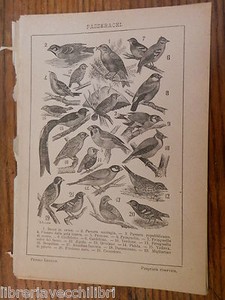 Antica Stampa Da Incorniciare Passeracei Becco Passera Frosone Fringuello Di Ebay