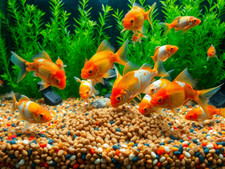Premium Catfish Koi Goldfish Food Guppies Tropical Calcium Iron Magnesium