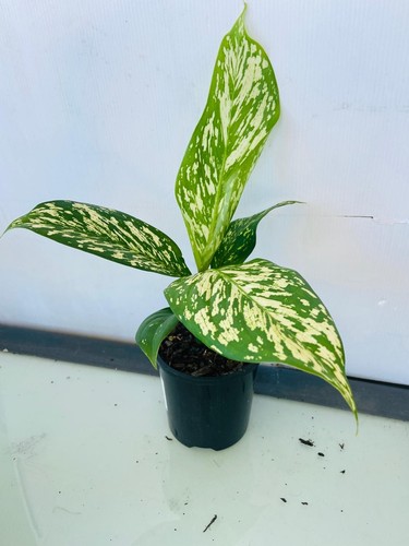 Diffenbachia 'white Blizzard'-Snow Queen Dumb Cane | Bold Variegated Foliage - Picture 3 of 3