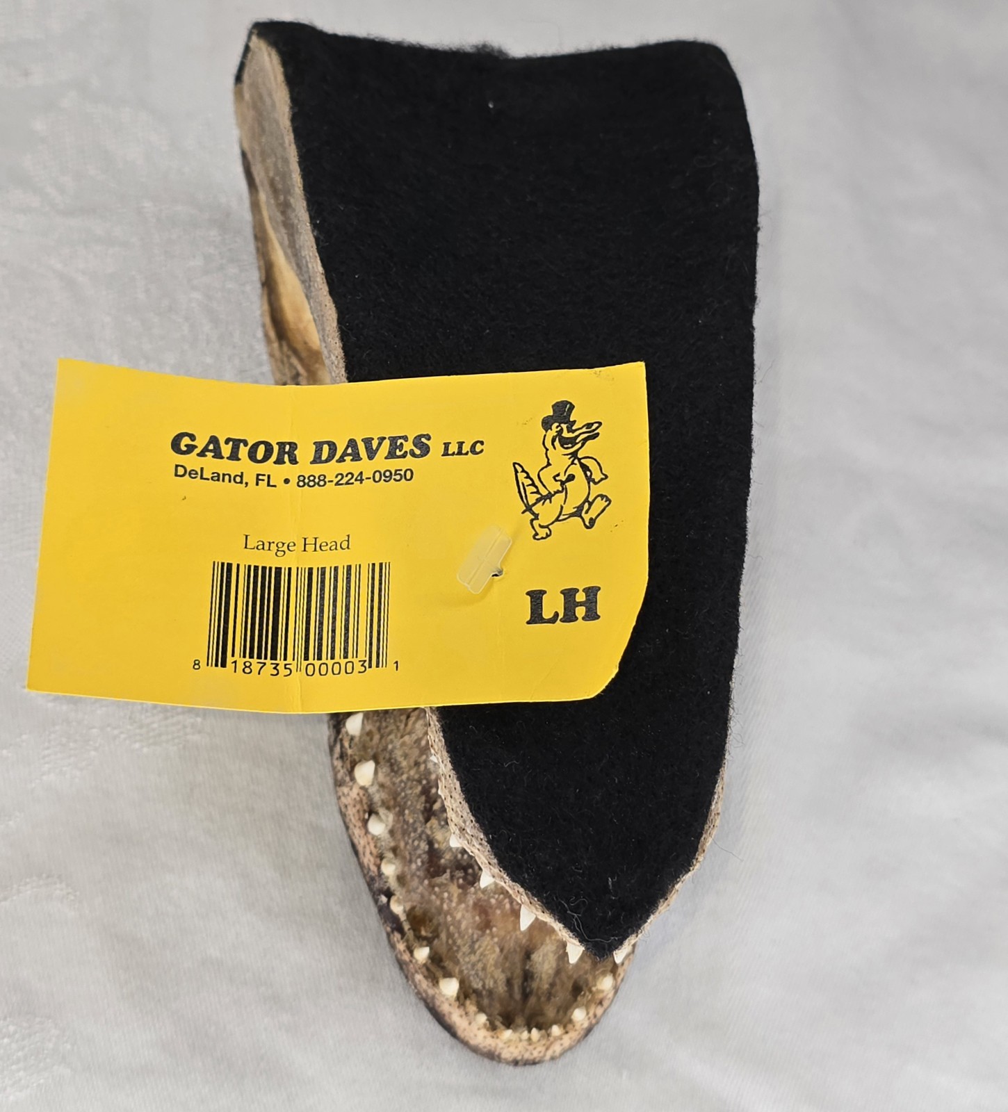 Authentic 7" American Alligator Head - Gator Daves Felt Lined Taxidermy Head