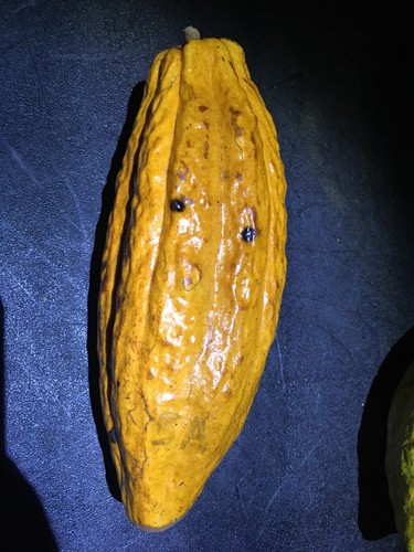 27-35 frische, saubere Samen (Theobroma Kakao)