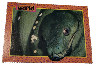 1993 National Geographic World Trading Card Green Tree Python Snake (H6