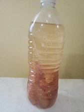 *HUGE* VINEGAR EEL CULTURE 16oz W/Added Food. Ships PRIORITY MAIL, DENSELY PACK