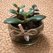 Mini Jade Jar-den - Garden in a Jar with miniature spade - 10% to THRIVE Charity