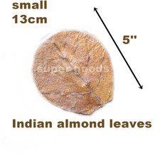 440Pc Small 5'' Indian Catappa Almond Leaves IAL For Betta, Shrimps, Reptiles