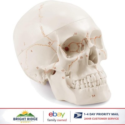 Large Human Skull Model with Permanent Laser-Etched Information for Learning