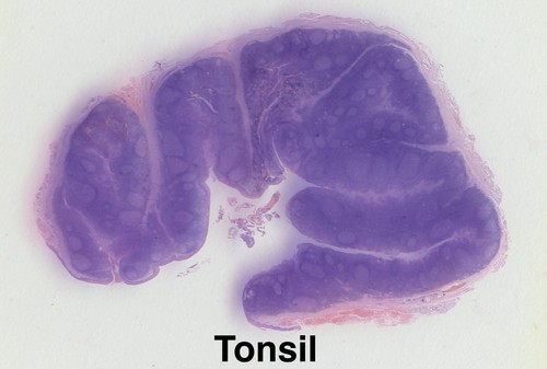 MAMMAL HISTOLOGY Microscope Slides set ORGAN SYSTEMS Carolina Biological Supply - Picture 7 of 7