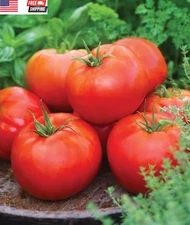 'Big Daddy' Hybrid , Red Slicing Tomato , 35 Non-Gmo Seeds