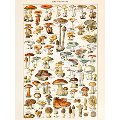 Millot Enzyklopädie Seite Pilze Pilz Leinwand Wandbild Kunstdruck Poster