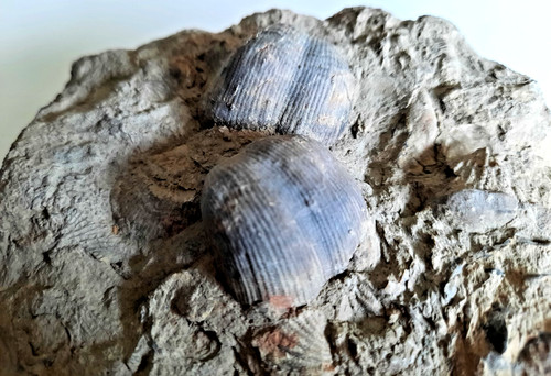 MUSEUM QUALITY High Relief Fossil Brachiopod Dual Mortality Plate PRODUCTIDS