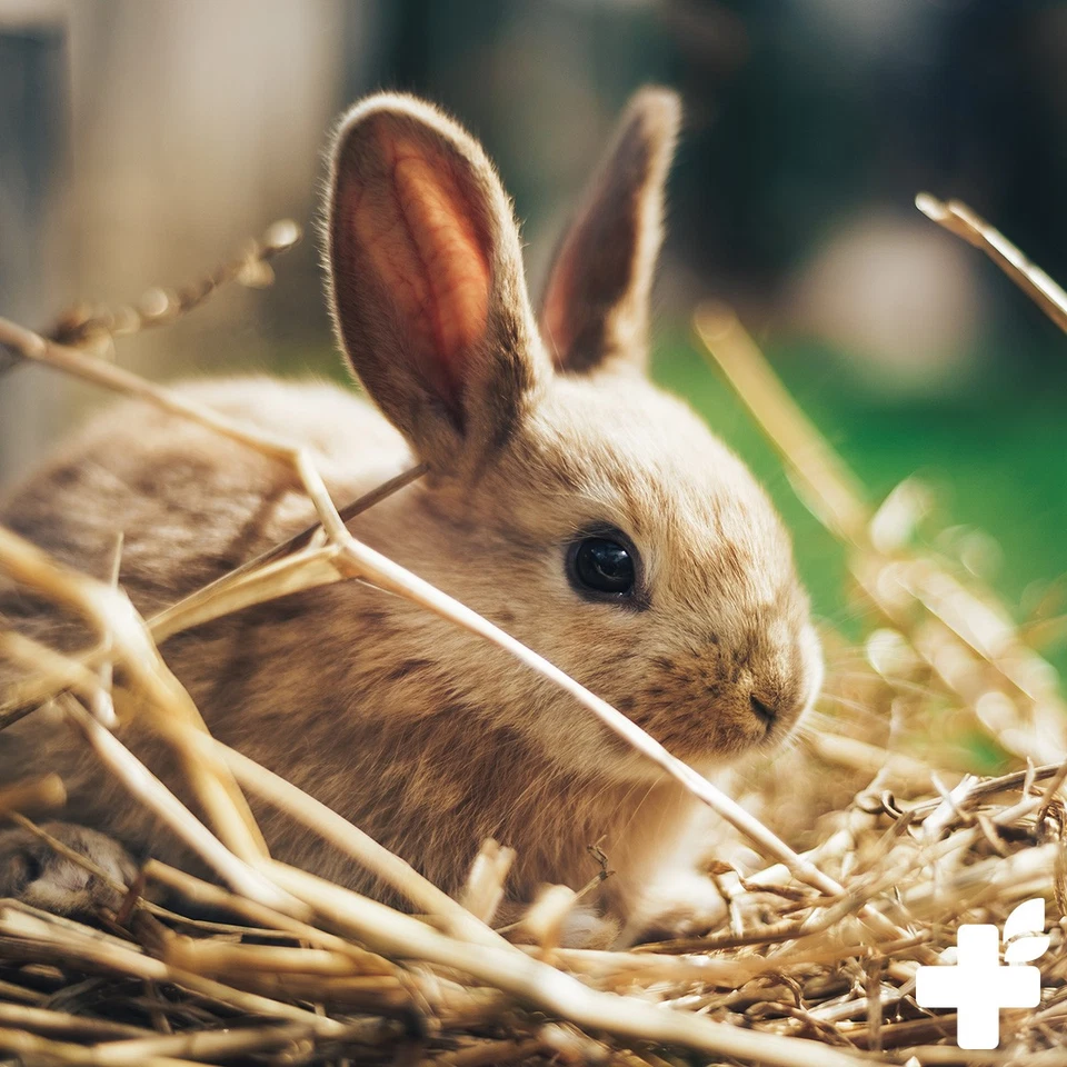 REAVET Natur Nagerfutter 10 Liter Kaninchenfutter Hamster Meerschweinchen Futter - Bild 4 von 4