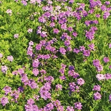 1000+ Verbena PURPLE MOSS seeds | Ground cover | Perennial | Dwarf | Non-GMO