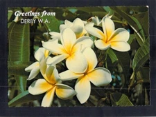 F2907 Australia flowers Frangipani Derby WA postcard