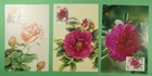 DR WHO CHINA PRC 3 FDC MAXIMUM CARD FLOWER R62568