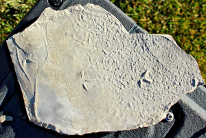 3 Fossil Bird Tracks • Raindrops • Nematode Squiggles & Random Beetle Prints