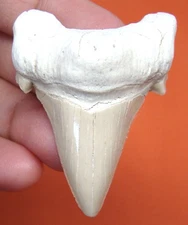 OTODUS OBLIQUUS SHARK TOOTH - REAL FOSSIL 1.98" SHARK TEETH - NO RESTORATIONS