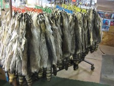 Tanned Raccoon Hides Fur Coats Trapping Furs Hats Bags ID Tag Red 1 Grade