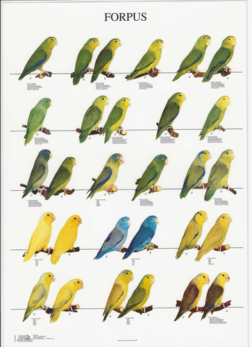 Large VAN KEULEN Laminated Full Color Poster of your Choice ( 26.5 x 38.5 Inch ) - Picture 9 of 16