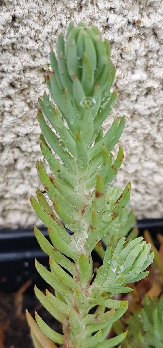 Sedum reflexum Blue Spruce en conteneur de 3L | Orpin des rochers bleu pour jardin