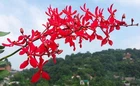 Renanthera philippinensis, Flowering Size Orchid Plant, RARE