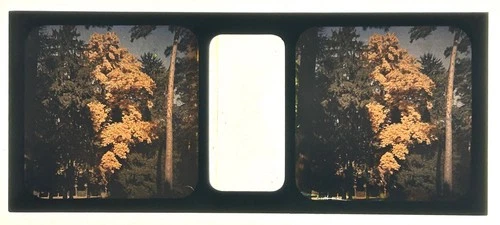 Park Of Palace Of Versailles c1910 Stereo Photo On Glass Autocrome Vintage