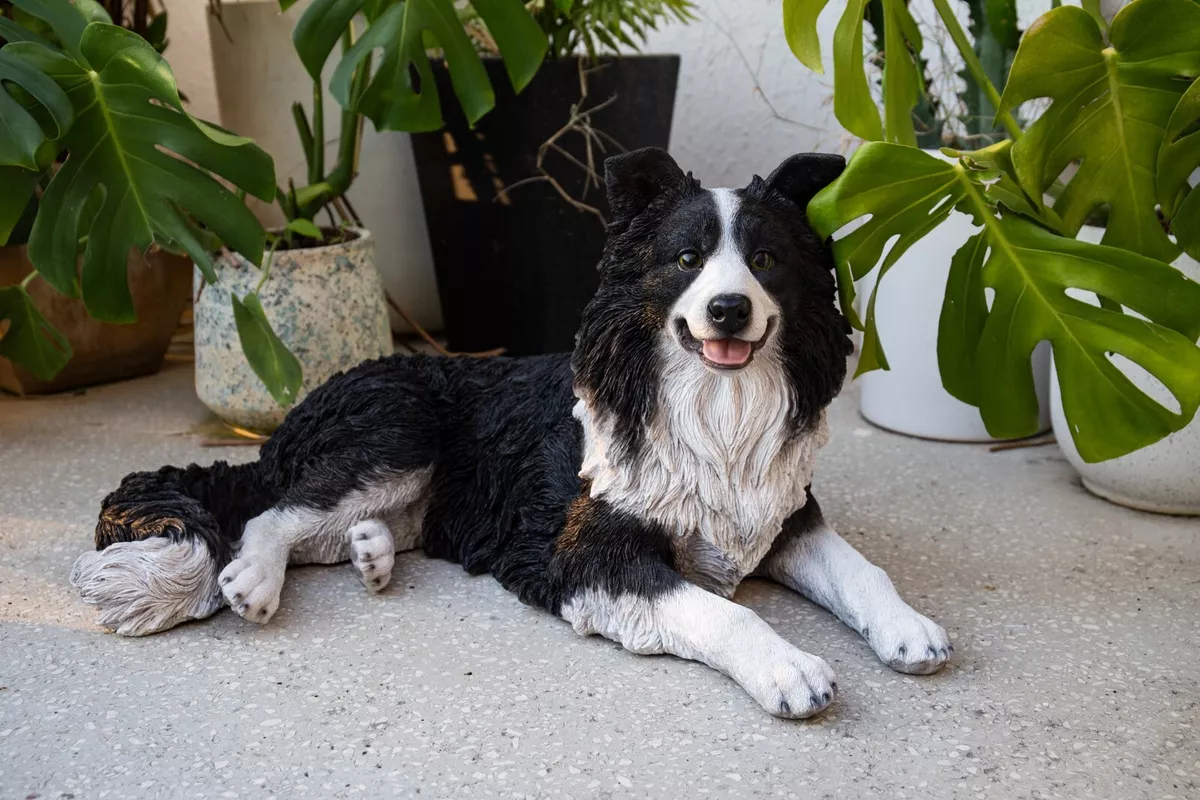 Bordr Collie Puppy Is Lying In The Garden Stock Photo, Picture and Royalty  Free Image. Image 85103562.