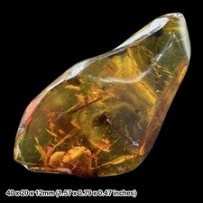 Rare Mexican Amber Fossil with Insects Miocene Chiapas Genuine Amber Inclusion