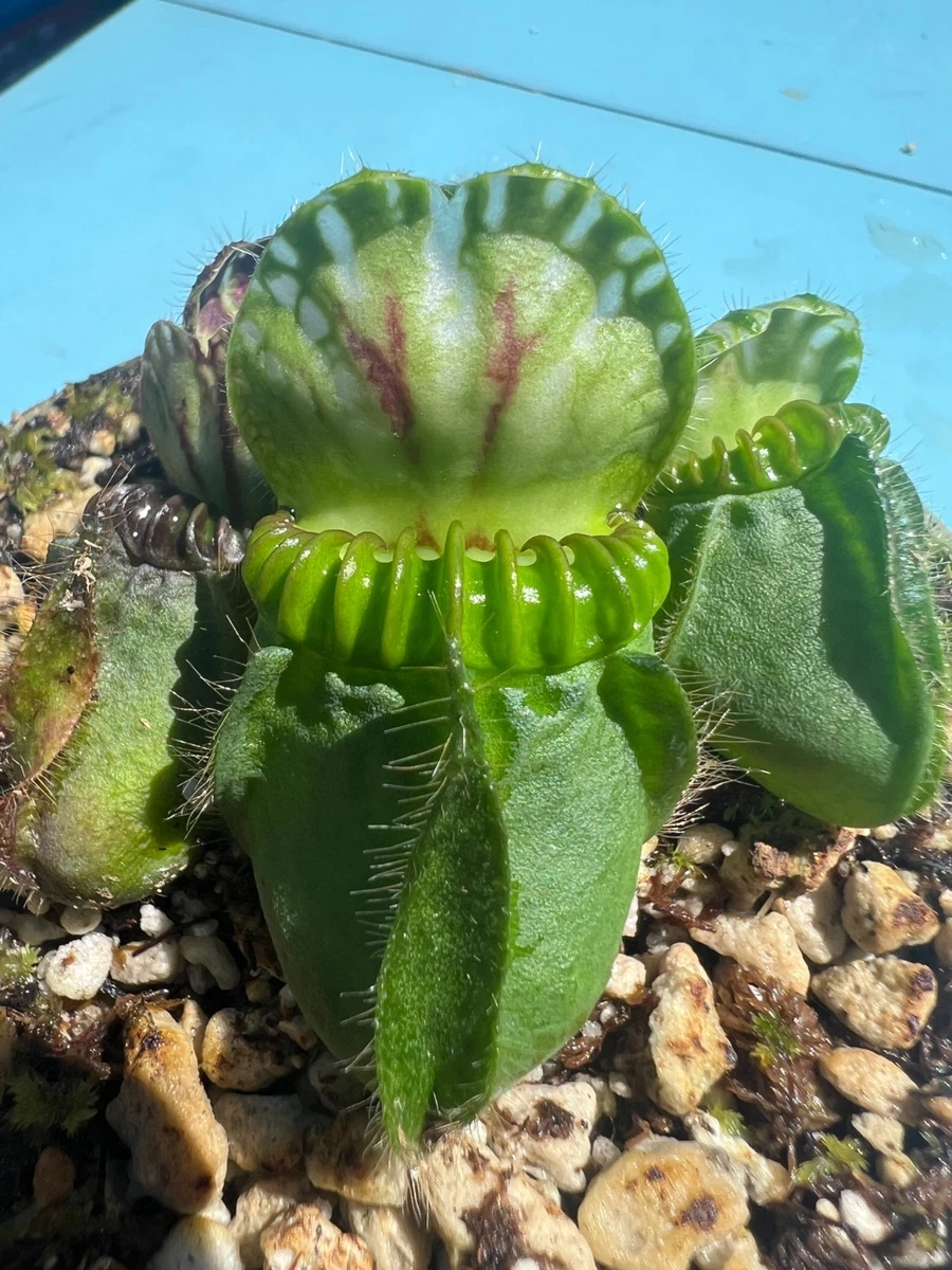 Cephalotus Carnivorous Plants for sale - eBay