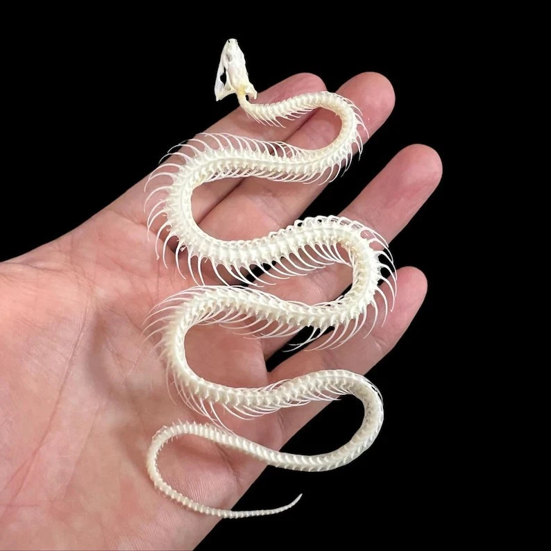 Snake Taxidermy for sale | eBay