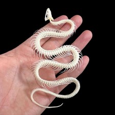 Esqueleto de serpiente - Muestras completas de taxidermia para manualidades y coleccionables gótico hágalo usted mismo