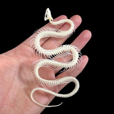 Snake Skeleton - Complete Taxidermy Specimens for DIY Crafts & Collectibles Goth