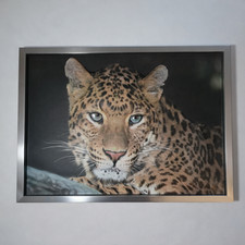 Quadro 3D Leopardo Grande Nova Rico Firenze 71x51 cm Design