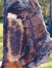 Amethyst Sage Agate Slab — photo 3