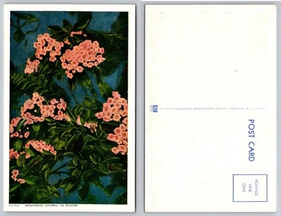 Mountain Laurel in Bloom Postcard Asheville NC Linen Vintage Flowers AC-674