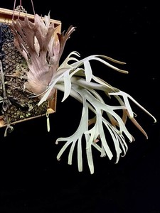 Platycerium Willinckii | eBay