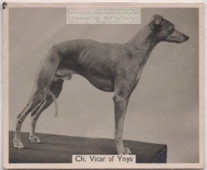 whippet ebay