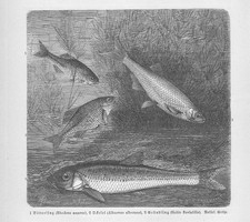 Bitterling Rhodeus amarus Ukelei Gründling Holzstich von 1892 Fische